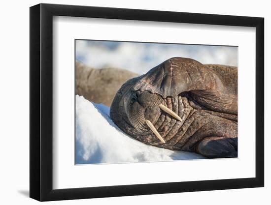 Walrus on Sea Ice, Hudson Bay, Nunavut, Canada-Paul Souders-Framed Premium Photographic Print