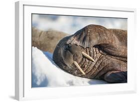 Walrus on Sea Ice, Hudson Bay, Nunavut, Canada-Paul Souders-Framed Photographic Print