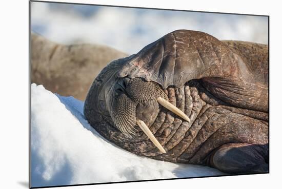 Walrus on Sea Ice, Hudson Bay, Nunavut, Canada-Paul Souders-Mounted Photographic Print