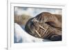 Walrus on Sea Ice, Hudson Bay, Nunavut, Canada-Paul Souders-Framed Photographic Print