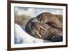 Walrus on Sea Ice, Hudson Bay, Nunavut, Canada-Paul Souders-Framed Photographic Print