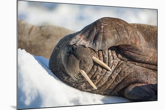 Walrus on Sea Ice, Hudson Bay, Nunavut, Canada-Paul Souders-Mounted Photographic Print