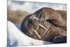 Walrus on Sea Ice, Hudson Bay, Nunavut, Canada-Paul Souders-Mounted Photographic Print