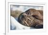 Walrus on Sea Ice, Hudson Bay, Nunavut, Canada-Paul Souders-Framed Photographic Print