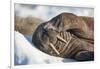 Walrus on Sea Ice, Hudson Bay, Nunavut, Canada-Paul Souders-Framed Photographic Print