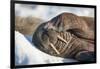 Walrus on Sea Ice, Hudson Bay, Nunavut, Canada-Paul Souders-Framed Photographic Print