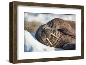 Walrus on Sea Ice, Hudson Bay, Nunavut, Canada-Paul Souders-Framed Photographic Print