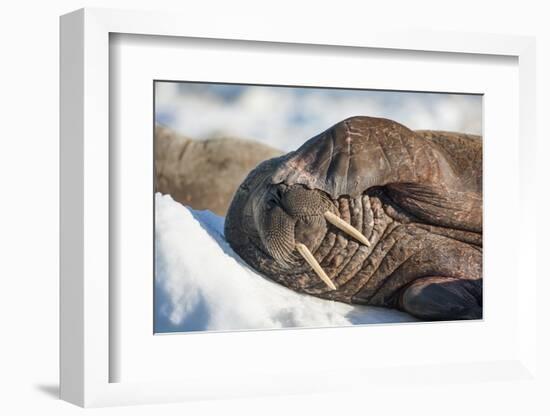 Walrus on Sea Ice, Hudson Bay, Nunavut, Canada-Paul Souders-Framed Photographic Print