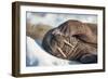 Walrus on Sea Ice, Hudson Bay, Nunavut, Canada-Paul Souders-Framed Photographic Print