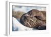 Walrus on Sea Ice, Hudson Bay, Nunavut, Canada-Paul Souders-Framed Photographic Print