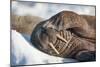 Walrus on Sea Ice, Hudson Bay, Nunavut, Canada-Paul Souders-Mounted Photographic Print