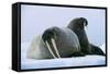 Walrus Pair, Female with Short Tusks-null-Framed Stretched Canvas