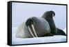 Walrus Pair, Female with Short Tusks-null-Framed Stretched Canvas