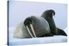 Walrus Pair, Female with Short Tusks-null-Stretched Canvas
