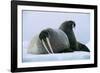 Walrus Pair, Female with Short Tusks-null-Framed Photographic Print