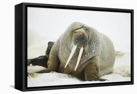 Walrus Relaxing on an Ice Floe-DLILLC-Framed Stretched Canvas