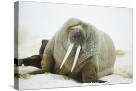 Walrus Relaxing on an Ice Floe-DLILLC-Stretched Canvas