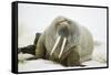 Walrus Relaxing on an Ice Floe-DLILLC-Framed Stretched Canvas