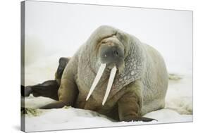 Walrus Relaxing on an Ice Floe-DLILLC-Stretched Canvas