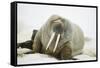 Walrus Relaxing on an Ice Floe-DLILLC-Framed Stretched Canvas