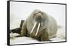 Walrus Relaxing on an Ice Floe-DLILLC-Framed Stretched Canvas