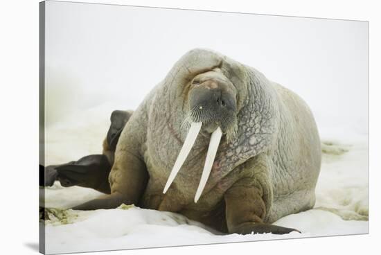 Walrus Relaxing on an Ice Floe-DLILLC-Stretched Canvas