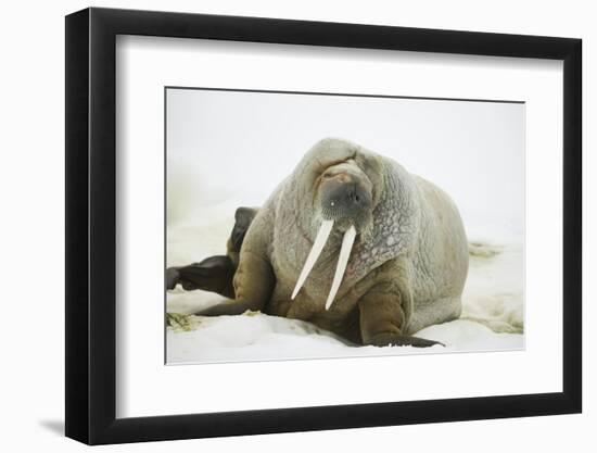 Walrus Relaxing on an Ice Floe-DLILLC-Framed Premium Photographic Print