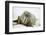 Walrus Relaxing on an Ice Floe-DLILLC-Framed Premium Photographic Print