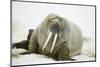 Walrus Relaxing on an Ice Floe-DLILLC-Mounted Premium Photographic Print
