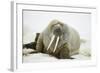 Walrus Relaxing on an Ice Floe-DLILLC-Framed Photographic Print