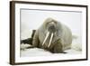 Walrus Relaxing on an Ice Floe-DLILLC-Framed Photographic Print