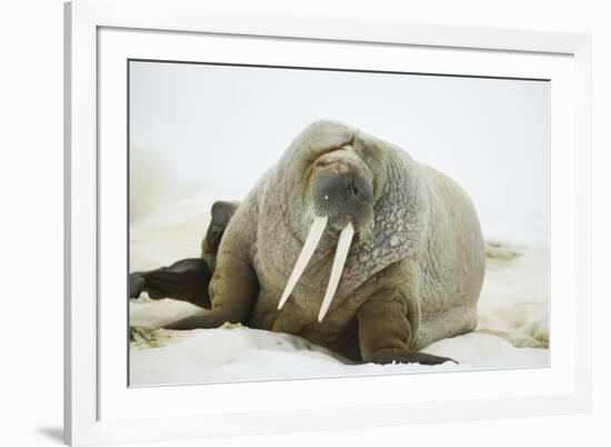 Walrus Relaxing on an Ice Floe-DLILLC-Framed Photographic Print