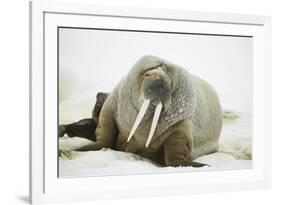 Walrus Relaxing on an Ice Floe-DLILLC-Framed Photographic Print