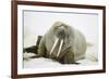 Walrus Relaxing on an Ice Floe-DLILLC-Framed Photographic Print