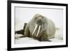 Walrus Relaxing on an Ice Floe-DLILLC-Framed Photographic Print