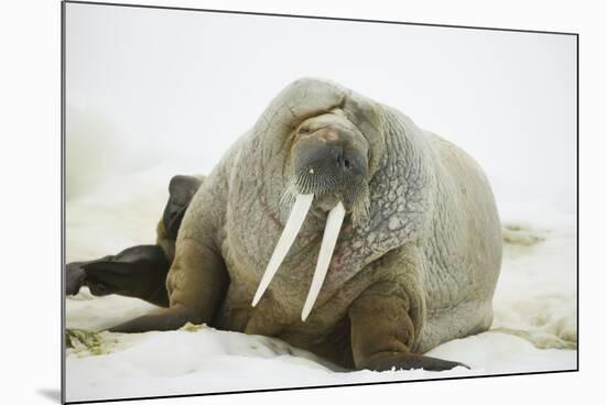 Walrus Relaxing on an Ice Floe-DLILLC-Mounted Photographic Print