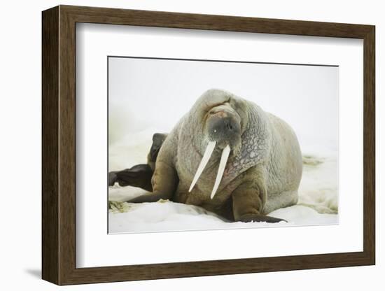 Walrus Relaxing on an Ice Floe-DLILLC-Framed Photographic Print