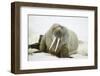 Walrus Relaxing on an Ice Floe-DLILLC-Framed Photographic Print