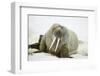 Walrus Relaxing on an Ice Floe-DLILLC-Framed Photographic Print