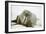 Walrus Relaxing on an Ice Floe-DLILLC-Framed Photographic Print