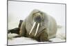 Walrus Relaxing on an Ice Floe-DLILLC-Mounted Photographic Print