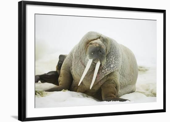 Walrus Relaxing on an Ice Floe-DLILLC-Framed Photographic Print