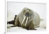 Walrus Relaxing on an Ice Floe-DLILLC-Framed Photographic Print