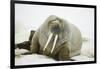 Walrus Relaxing on an Ice Floe-DLILLC-Framed Photographic Print