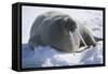 Walrus Resting on an Ice Floe-DLILLC-Framed Stretched Canvas