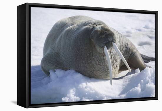 Walrus Resting on an Ice Floe-DLILLC-Framed Stretched Canvas