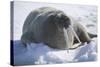 Walrus Resting on an Ice Floe-DLILLC-Stretched Canvas