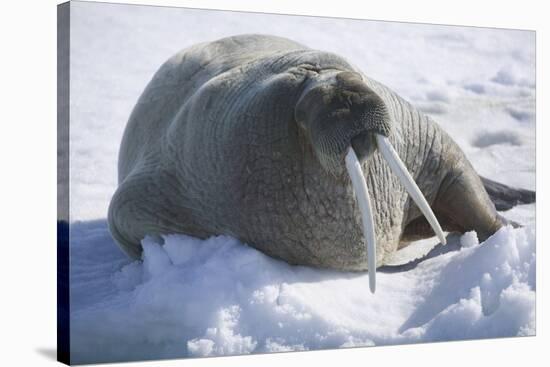 Walrus Resting on an Ice Floe-DLILLC-Stretched Canvas