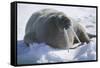 Walrus Resting on an Ice Floe-DLILLC-Framed Stretched Canvas