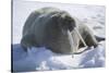 Walrus Resting on an Ice Floe-DLILLC-Stretched Canvas